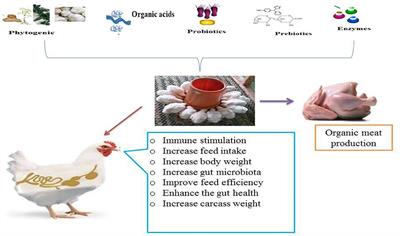 Potential Feed Additives as Antibiotic Alternatives in Broiler Production